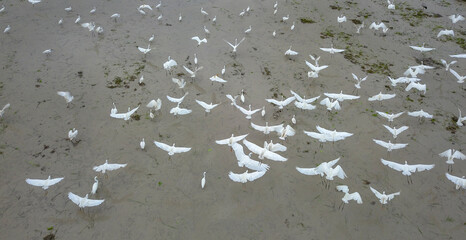 Aerial view egret birds fly