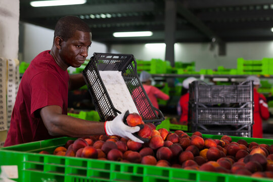 Modern African male warehouse worker loading fresh nectarines to large-size transportation container
