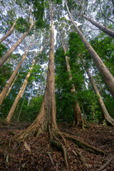 Tropical rainforest at Bukit Panchor, Penang