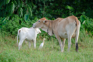 Fototapeta premium Cow mother, cattle and egret birds