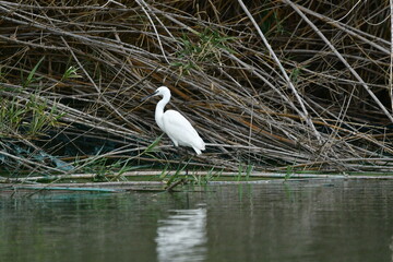 GARCETA COM&Uacute;N