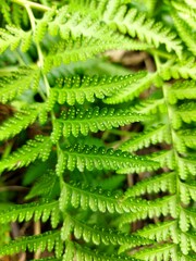 This fern plant which has the scientific name Pteridophyta is a wild plant that is often found in the tropical forests of Asia.