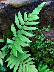 This type of fern plant which has the scientific name Polypodiophyta grows and sticks to walls