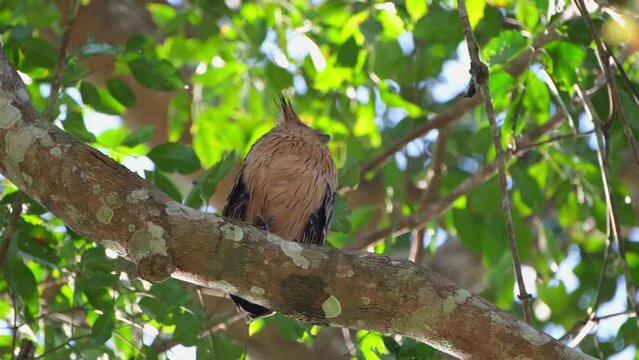 Seen staring down with its eyes wide open then preens itself and poops, Buffy Fish Owl Ketupa ketupu Khao Yai National Park, Thailand.