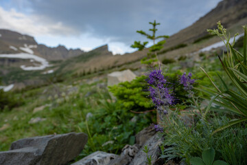 Fototapeta premium Purple Wildflowers in Rocky Field on the way to Piegan Pass