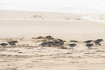 Flock of Plover birds on the beach. Little birds ( the size of a sparrow) feed on invertebrates in the surf line and wrack.