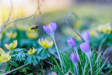 Biene auf Nektar Suche auf einer Frühlingswiese aus Winterling und Krokus