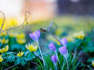 Fototapeta premium Biene auf Nektarsuche in einer Frühlingswiese mit Winterlingen und Krokussen