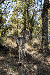 Fototapeta premium Deer Along Chisos Mountain Trail