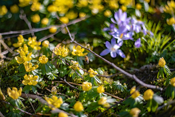 Biene auf Nektarsuche in einer Frühlingswiese mit Winterlingen und Krokussen