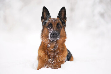 Adorable black and tan German Shepherd dog lying down in a snow in winter