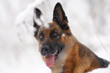 The portrait of a black and tan German Shepherd dog posing outdoors in winter while snowing