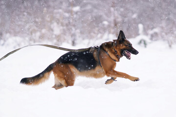 Active black and tan German Shepherd dog with a training harness and a leash running outdoors on a snow in winter