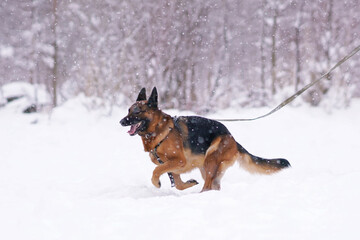 Fototapeta na wymiar Active black and tan German Shepherd dog with a training harness and a leash running outdoors on a snow in winter