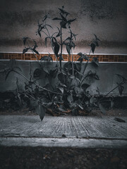 a plant on a street in dark tones that transmits fear or sadness, night of terror, horror.