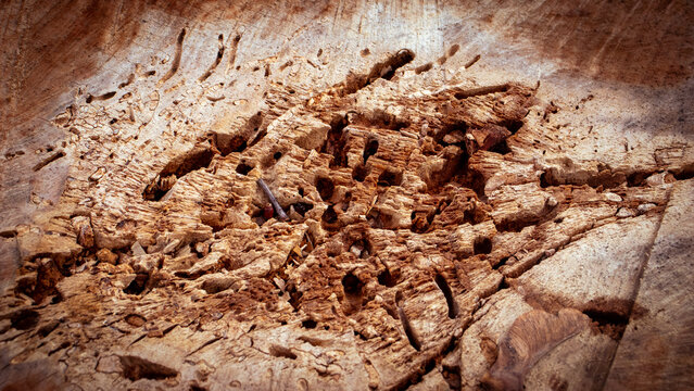 Tree Stump eaten by wood termites