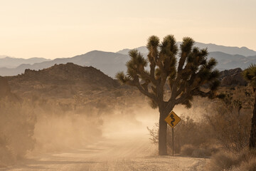 Dust Fills The Air of A Dirt Road In Joshua Tree