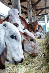 Girolando calves feeding confined in a dairy farm