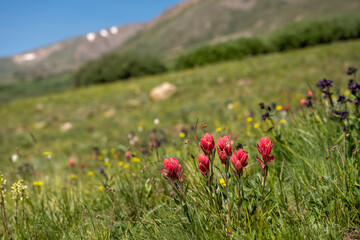 Field of Blooming Flowers On Guanella Pass