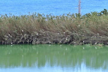 COLONIA DE GARCILLAS BUEYERAS EN UN CAÑAVERAL EN EL NORTE DE LA ISLA DE TENERIFE