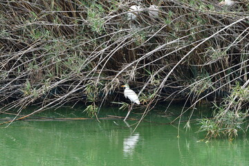 COLONIA DE GARCILLAS BUEYERAS EN UN CA&Ntilde;AVERAL EN EL NORTE DE LA ISLA DE TENERIFE
