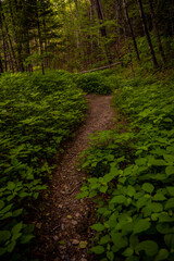 Quiet Walkway Heading Out of Newfound Gap In The Great Smoky Mountains