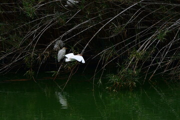 COLONIA DE GARCILLAS BUEYERAS EN UN CAÑAVERAL EN EL NORTE DE LA ISLA DE TENERIFE