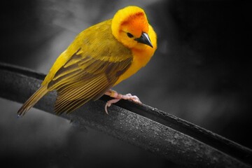 African golden weaver bird on a branch with gray background