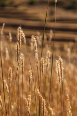 Fototapeta premium Wheat