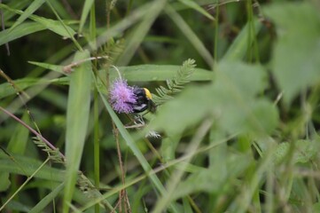 a flying bee perching on a purple flower