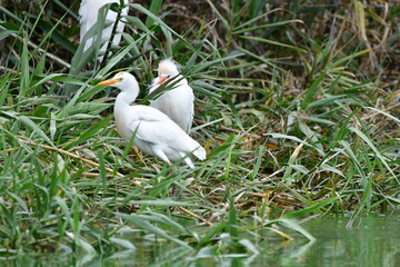 COLONIA DE GARCILLAS BUEYERAS EN UN CAÑAVERAL EN EL NORTE DE LA ISLA DE TENERIFE