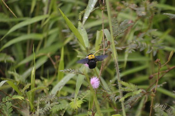 a flying bee perching on a purple flower