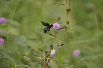 a flying bee perching on a purple flower