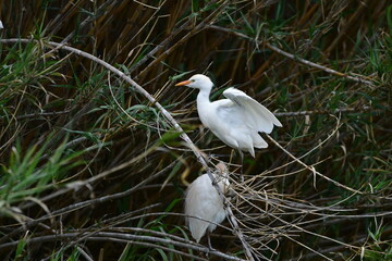 COLONIA DE GARCILLAS BUEYERAS EN UN CAÑAVERAL EN EL NORTE DE LA ISLA DE TENERIFE
