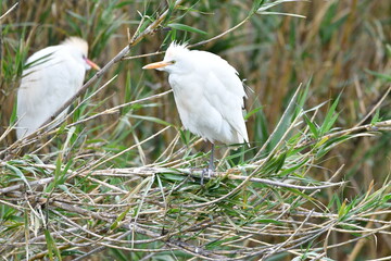 COLONIA DE GARCILLAS BUEYERAS EN UN CAÑAVERAL EN EL NORTE DE LA ISLA DE TENERIFE
