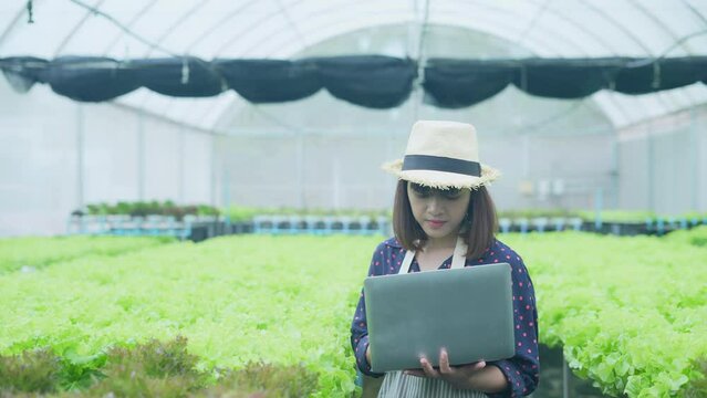 agriculture concept of 4k Resolution. A worker is checking the growth of vegetables in the garden. Gardener's Productivity Evaluation.