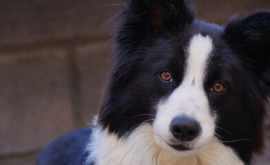 Bordercollie color negro, modelo, perro bonito, perro guapo, ojos lindos, cachorro, pet, puppy, petlover, border collie  brown, border collie cafe, border collie hermoso, veterinario, vet, pastoreo 