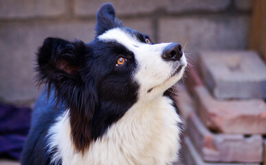 Bordercollie color negro, modelo, perro bonito, perro guapo, ojos lindos, cachorro, pet, puppy,...