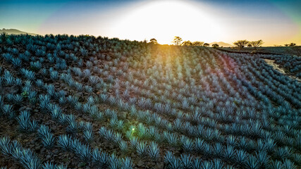 paisaje de tequila jalisco o paisaje agavero en la zona de tequila jalisco con vista a la barranca de tequila