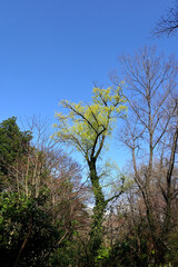 Obraz na płótnie Canvas 青空と淡い黄色の日向水木