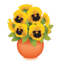 Gold Pansy flowers (Viola tricolor) in clay flowerpot planter, isolated on white background. 