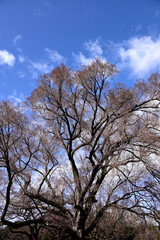 力強い枝っぷりのケヤキ