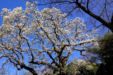 純白のハクモクレン