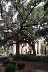 Fototapeta na wymiar tree in front of building