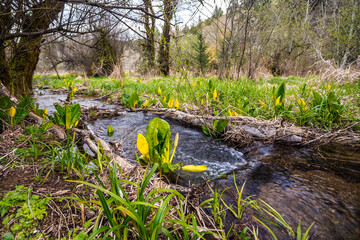 Fototapeta na wymiar Water creek flowing through the eastern skunk cabbage plants