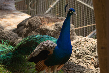 Fototapeta premium peacock with feathers