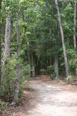 Path in the Forest