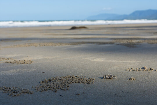 Sand Bubbler Crab (Scopimera inflata) Filtering Sand at Port Douglas in Queensland Australia.