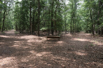 Bench Surrounded by Trees on Path