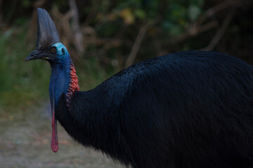 Southern Cassowary Foraging in the Daintree Rainforest (Wet Tropics World Heritage Area, Queensland, Australia)